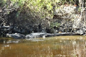 American Alligator