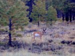 Pronghorn