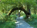 Hoh Rainforest