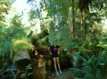 Hoh Rainforest