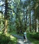 Hoh Rainforest, Olympic National Park
