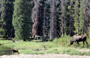 Mama/baby moose