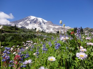 Mt. Rainier