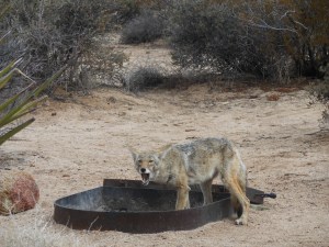 Not so coy coyote