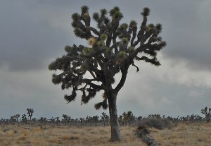 Joshua Tree