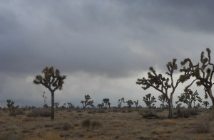 Joshua Trees